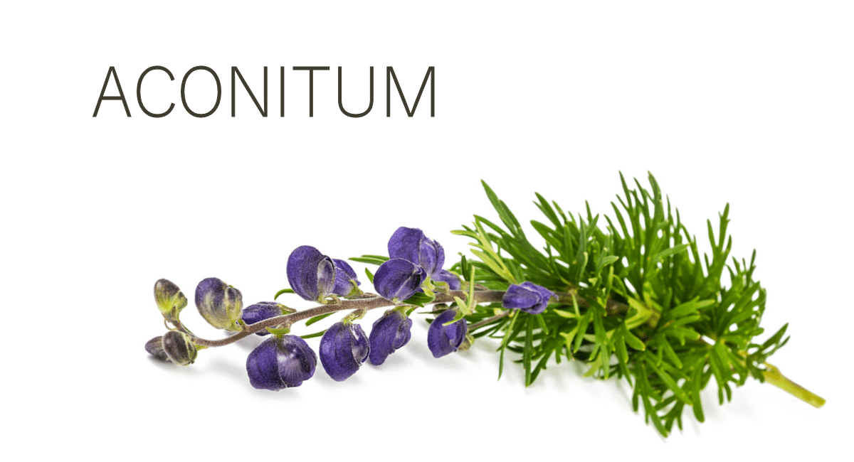 Aconitum, Ακόνιτουμ, Ιδιότητες, Ομοιοπαθητικό Φάρμακο