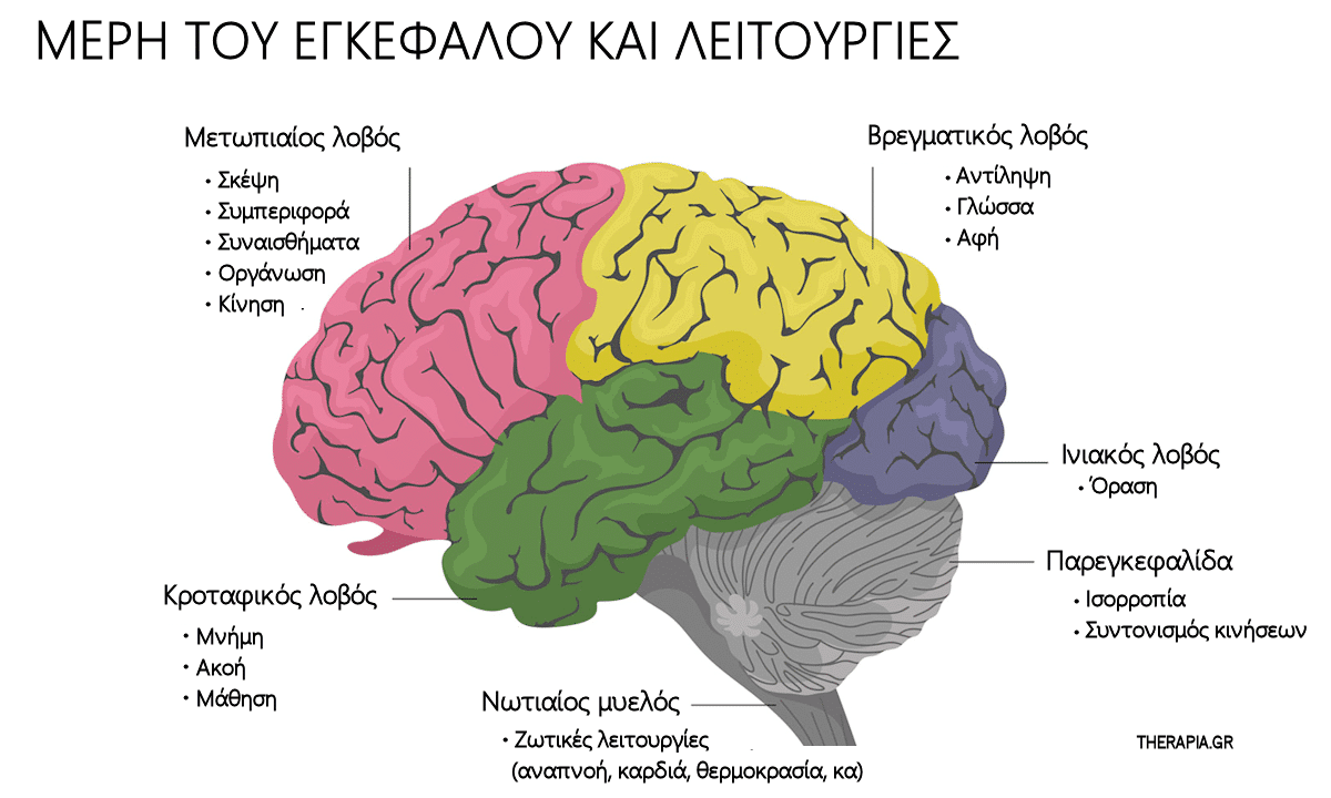 Μέρη του εγκεφάλου και λειτουργίες