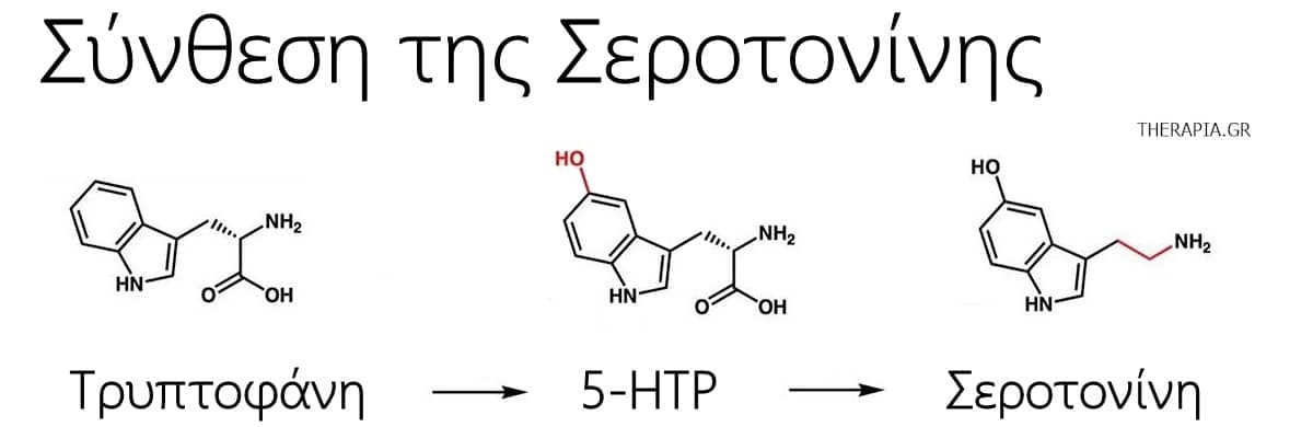 Σεροτονίνη, Τρυπτοφάνη, 5HTP