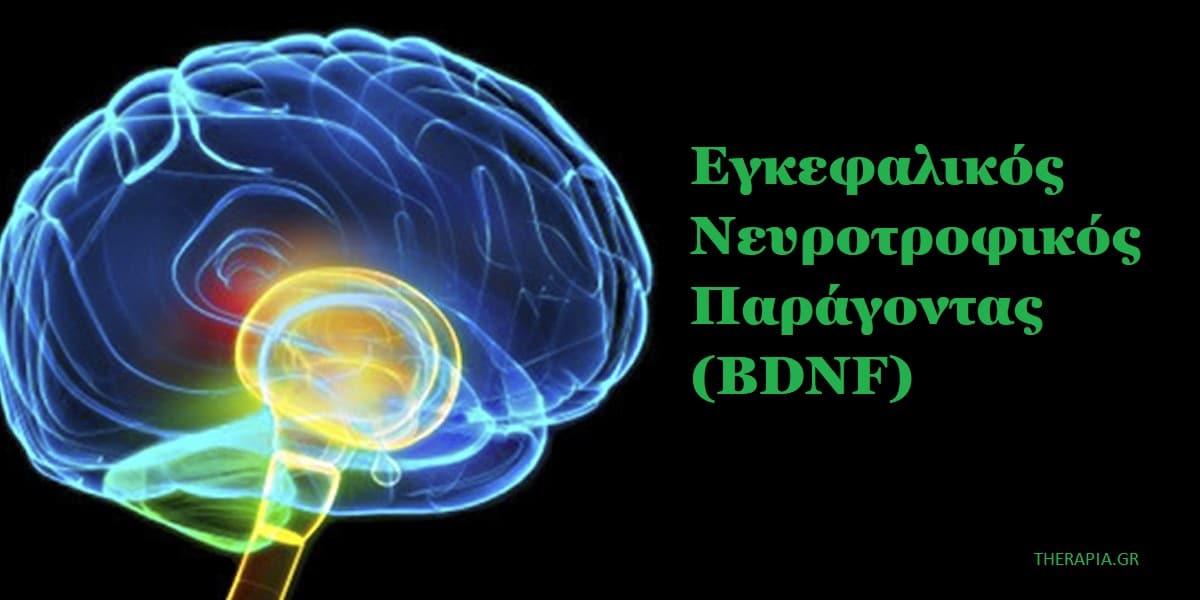 εγκεφαλικός νευροτροφικός παράγοντας -BDNF, Τι είναι ο BDNF, Οφέλη BDNF, Στρες και BDNF, Πως να αυξήσετε τα επίπεδα του BDNF