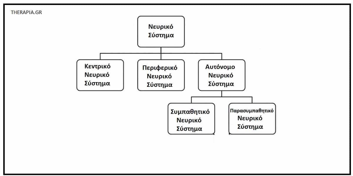 Σωματόμορφη δυσλειτουργία του αυτόνομου νευρικού συστήματος, Αυτόνομο νευρικό σύστημα, Διάγνωση σωματόμορφης δυσλειτουργίας του αυτόνομου νευρικού συστήματος