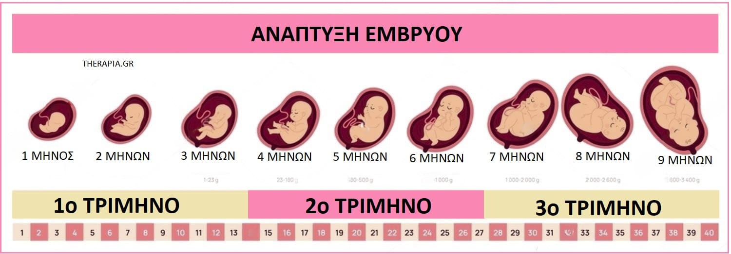 Μήνες εγκυμοσύνης, Ανάπτυξη εμβρύου, Τρίμηνα εγκυμοσύνης