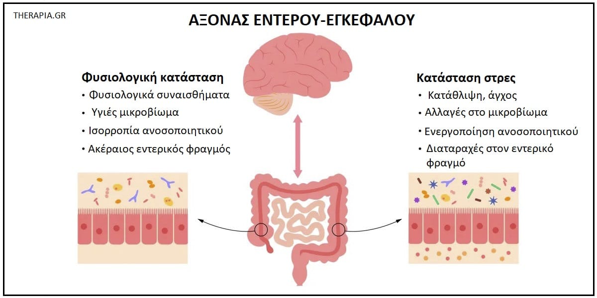 Ψυχοβιοτικά, Δράση ψυχοβιοτικών, Οφέλη ψυχοβιοτικών